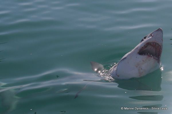 Great white Shark, South Africa