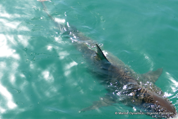 Bronze whaler shark, South Africa