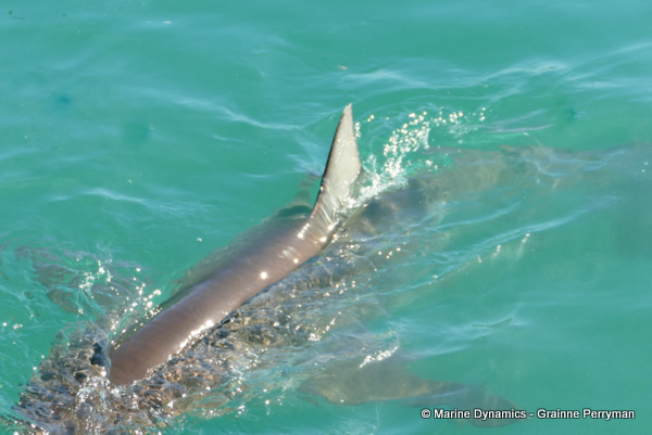 Bronze whaler shark, South Africa