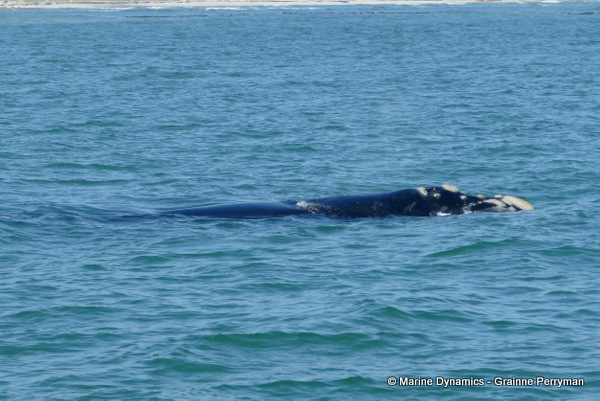 Southern right whale, South Africa