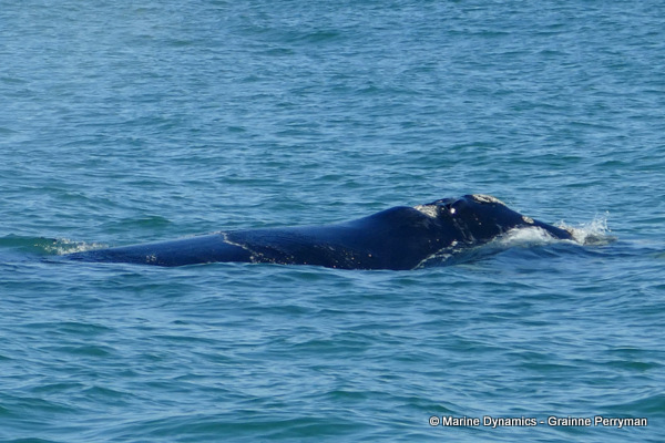 Southern right whale, South Africa