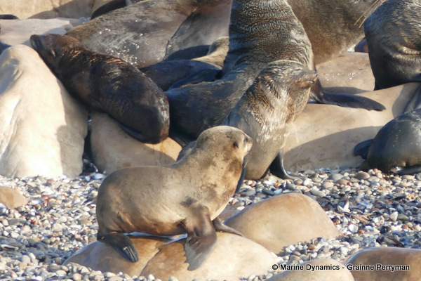 Cape fur seal, South Africa