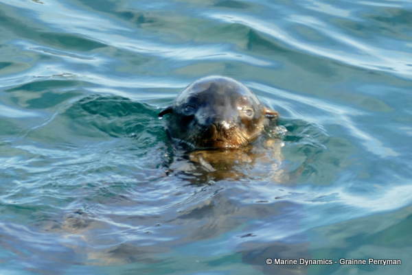 Cape fur seal, South Africa