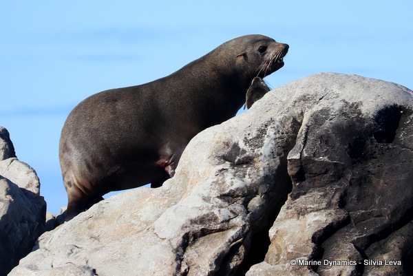 Cape fur seal, South Africa
