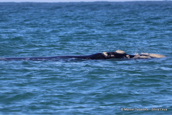 Southern Right Whale, South Africa