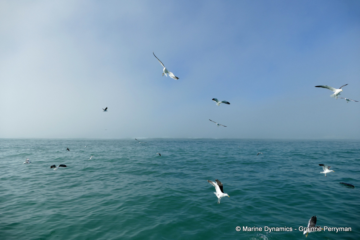 Shark cage diving, South Africa