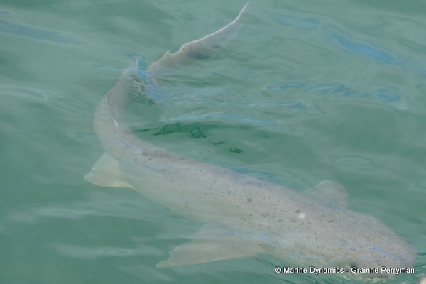 7gill shark, South Africa