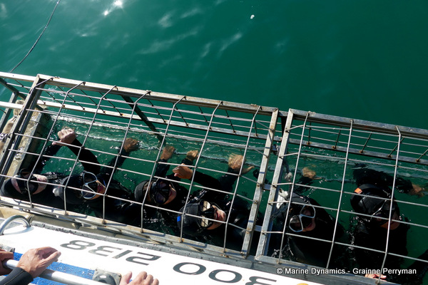 Shark cage diving, South Africa