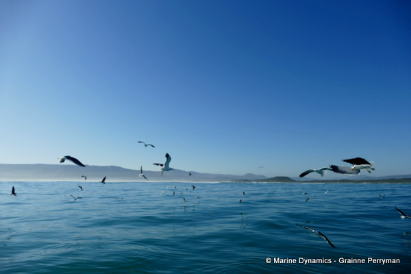 Shark cage diving, South Africa
