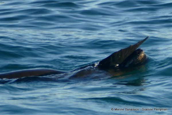 Cape fur seal, South Africa