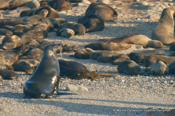 Cape fur seal, South Africa