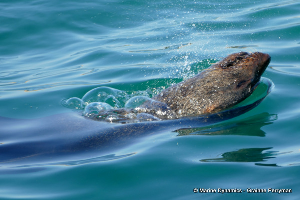 Cape fur seal, South Africa