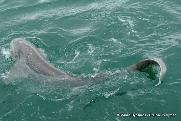 Broadnose sevengill shark, South Africa