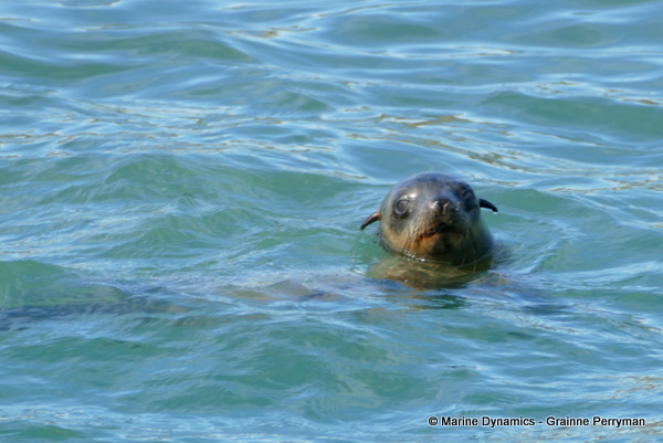 Cape fur seal, South Africa