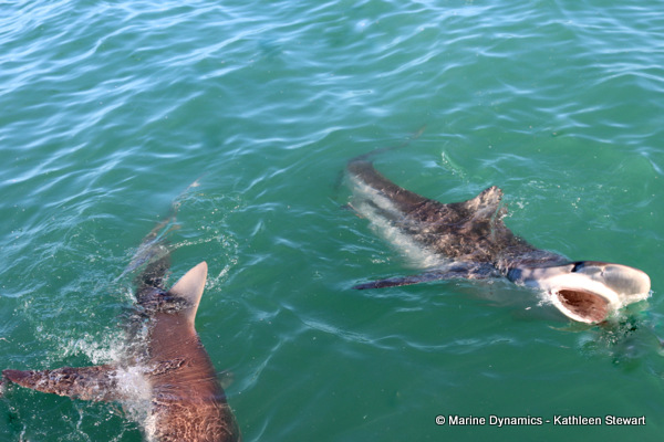 Bronze whaler shark, South Africa