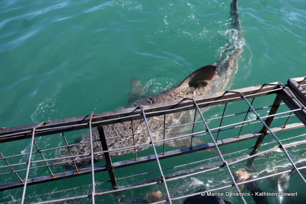 Bronze whaler shark, South Africa