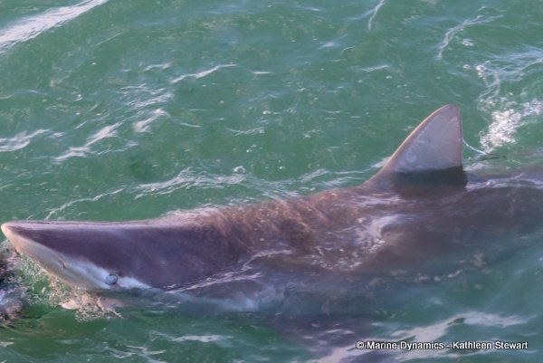 Bronze whaler shark, South Africa