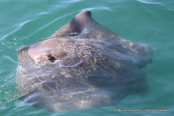 Short Tailed Stingray, South Africa