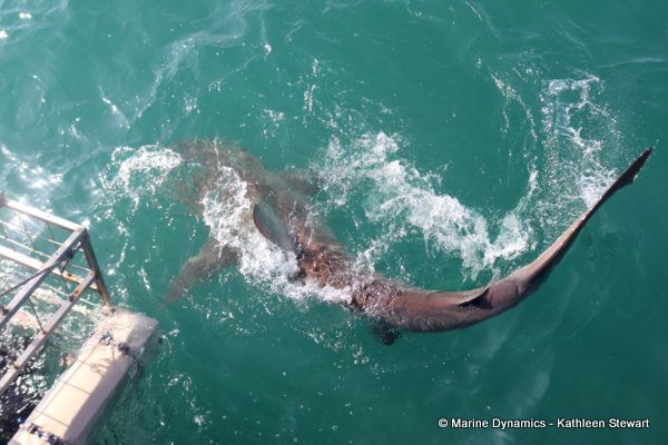 Bronze whaler shark, South Africa