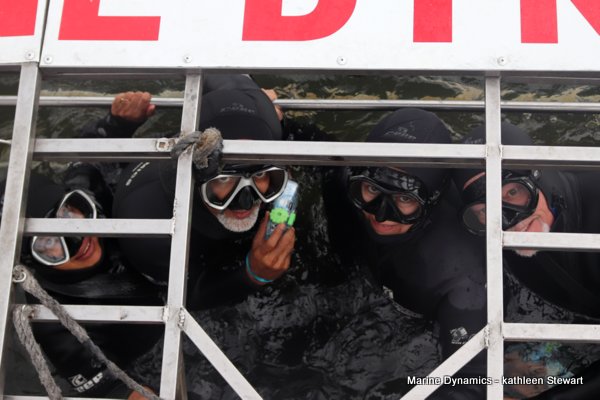 Shark cage diving, South Africa
