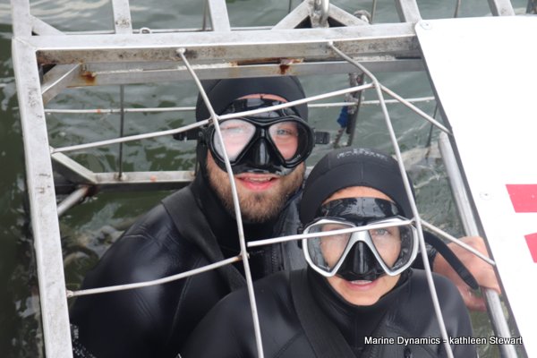 Shark cage diving, South Africa