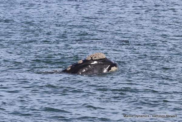 Southern Right Whale, South Africa