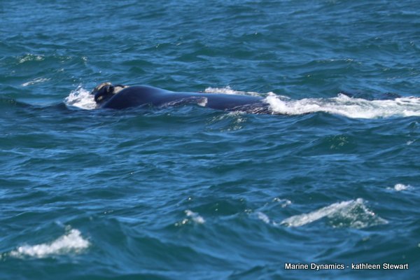 Southern Right Whale, South Africa