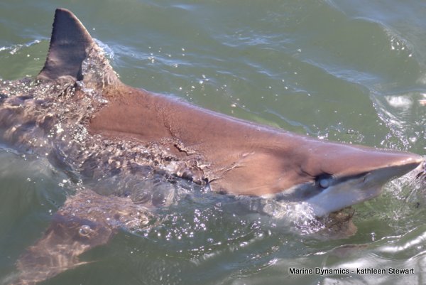 Bronze whaler shark, South Africa