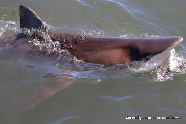 Bronze whaler shark, South Africa