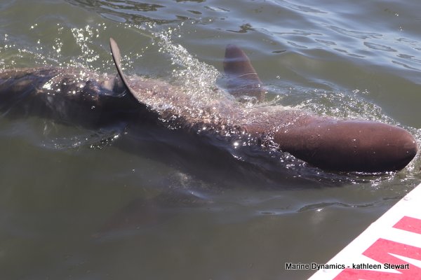 Bronze whaler shark, South Africa