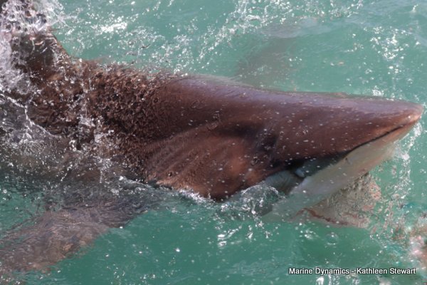 Bronze whaler shark, South Africa