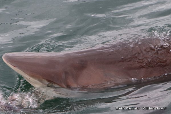 Bronze Whaler Shark, South Africa
