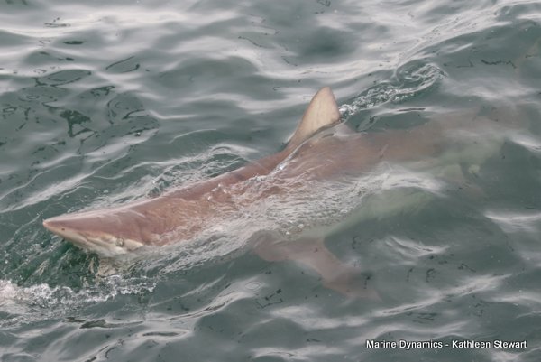 Bronze Whaler Shark, South Africa