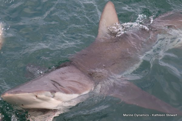 Bronze Whaler Shark, South Africa