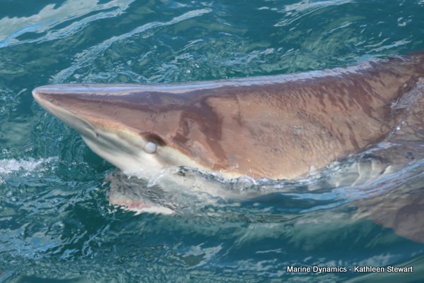 Bronze Whaler Shark, South Africa