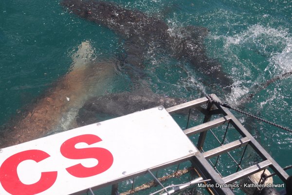 Bronze Whaler Shark, South Africa