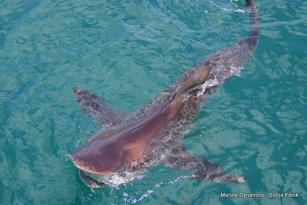 Bronze whaler shark, South Africa