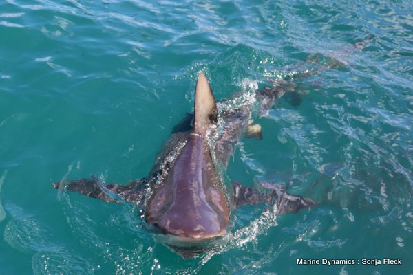 Bronze whaler shark, South Africa