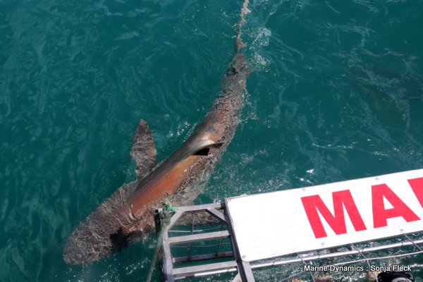 Bronze whaler shark, South Africa