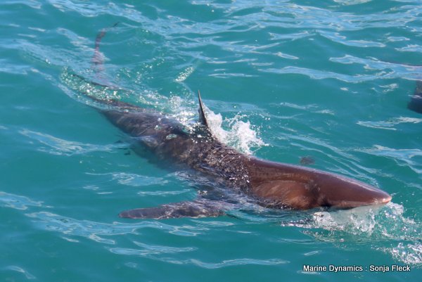 Bronze whaler shark, South Africa