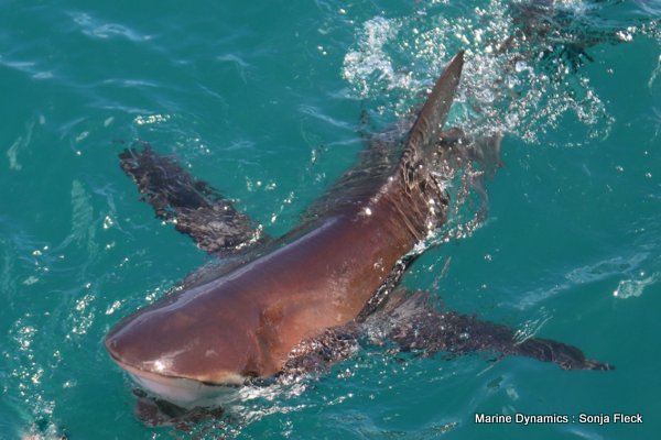 Bronze whaler shark, South Africa