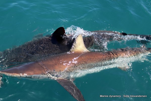 Bronze whaler sharks, South africa