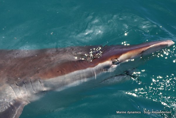 Bronze whaler sharks, South africa