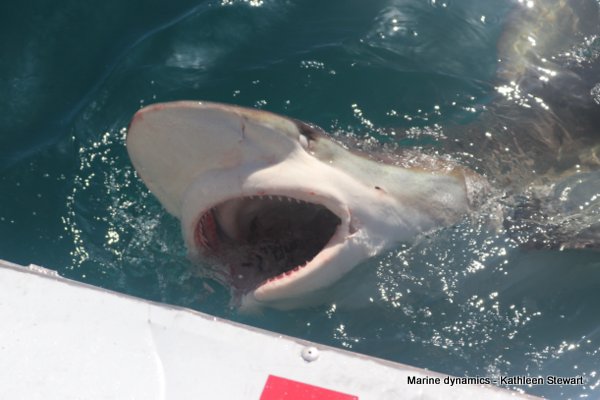 Bronze Whaler Shark, South Africa