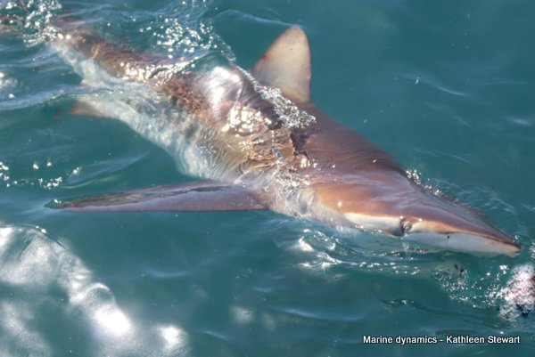 Bronze Whaler Shark, South Africa
