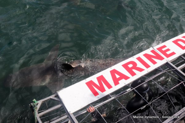 Bronze whaler shark, South Africa