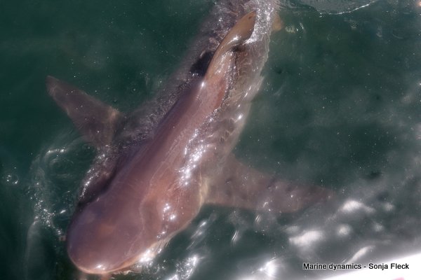 Bronze whaler shark, South Africa
