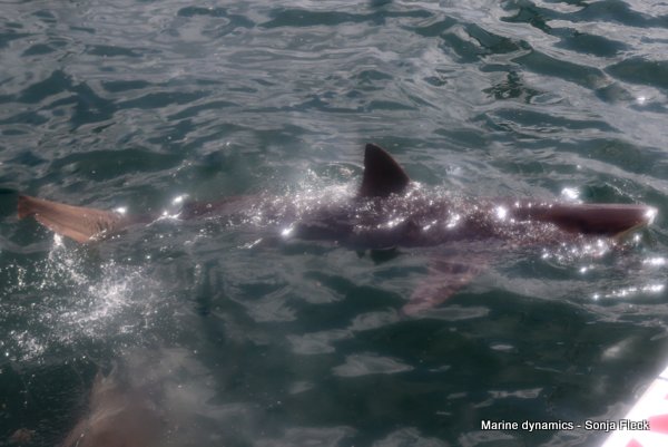 Bronze whaler shark, South Africa