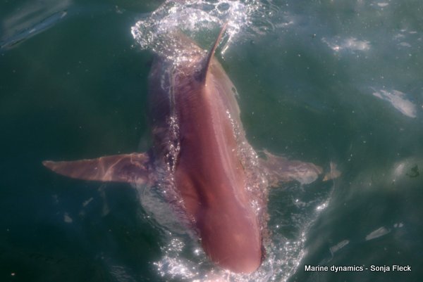 Bronze whaler shark, South Africa
