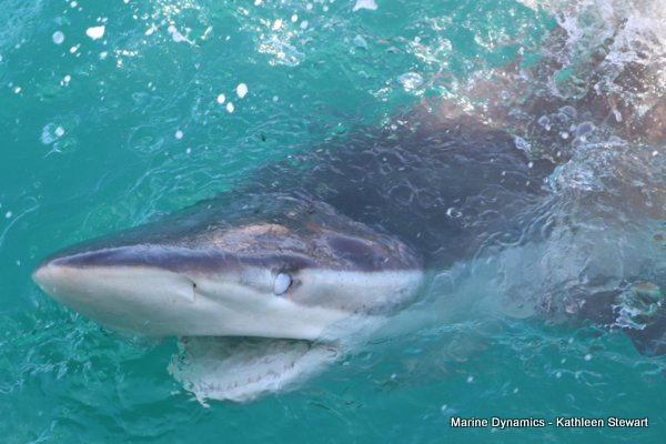 Bronze Whaler Shark, South Africa
